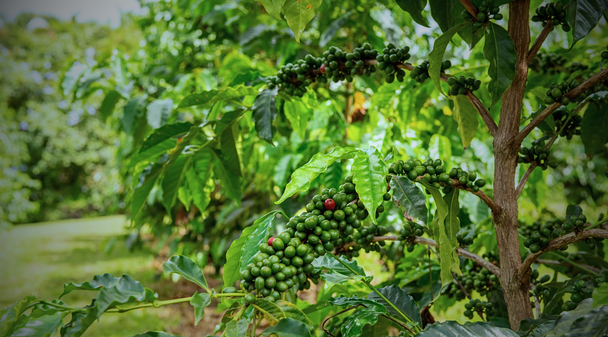 How Kona Coffee Earns Its Crown: A Guide to Quality Marks