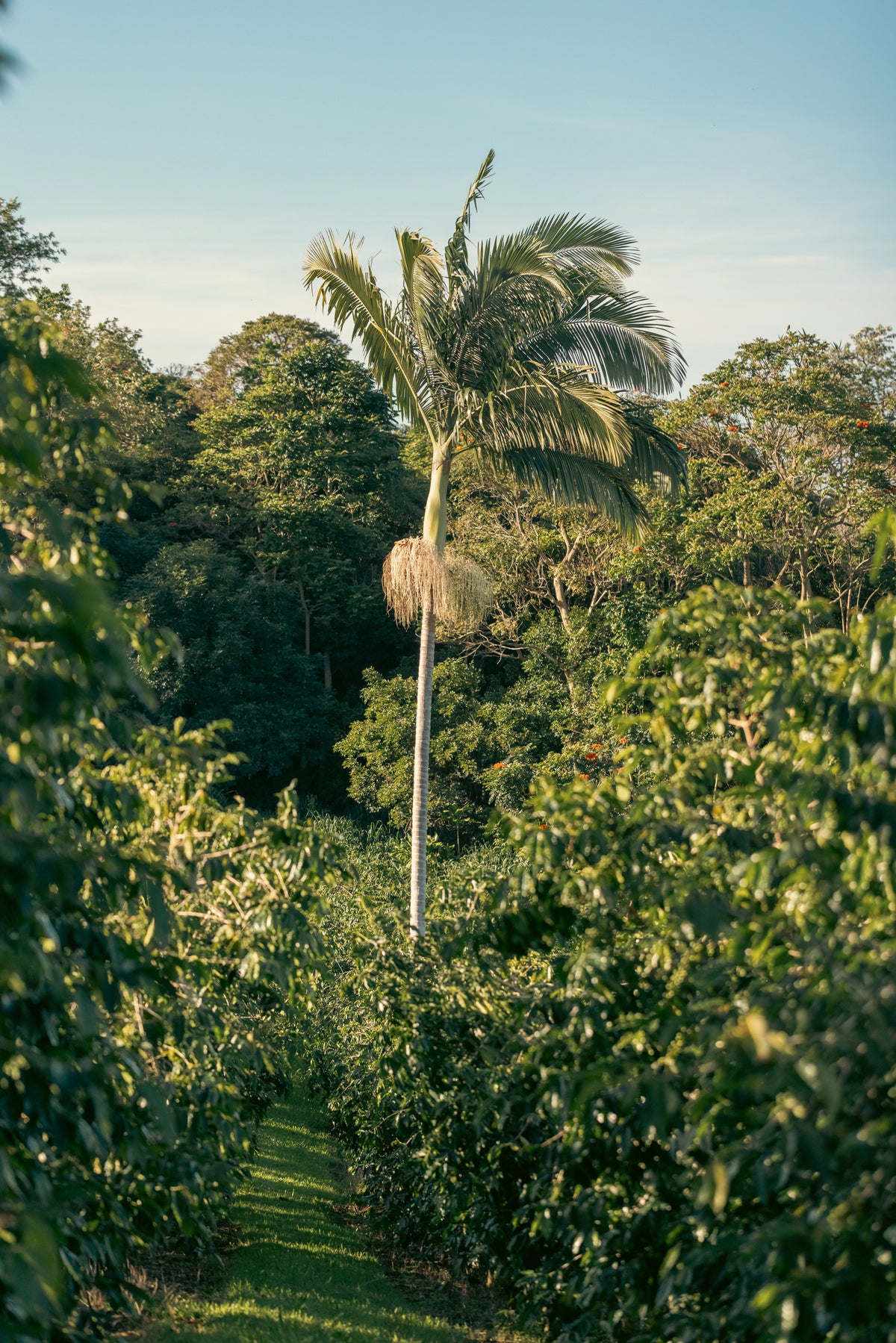 A row of coffee trees running downhill through the estate orchard